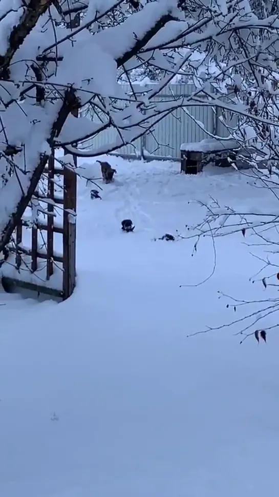 Их первый снег ️ в жизни