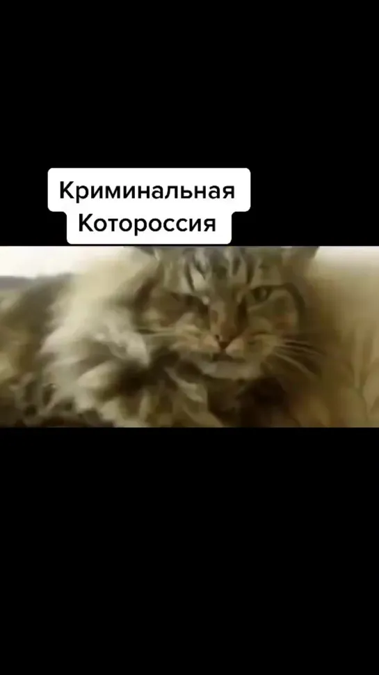 криминальная котоРоссия !!!