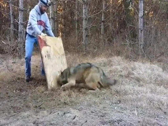 Спасение волка из капкана