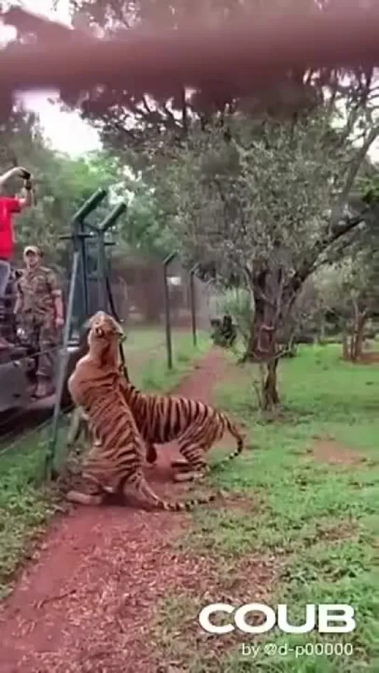 tiger