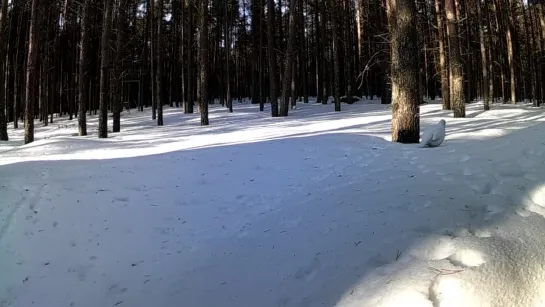 В Кандалакшском заповедники гуляют куропатки