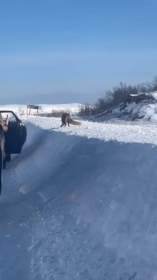 Туристический сбор в Териберке