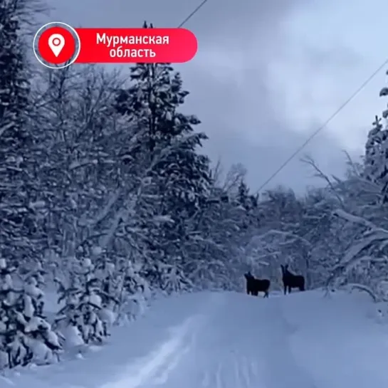 По Верхней Туломе гуляет лосиное семейство [видео]