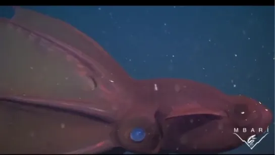 Vampyrateuthis Infernalis-The Vampire Squid