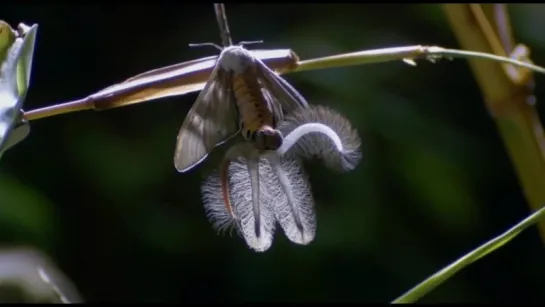 The Coolest Nature Video Ever