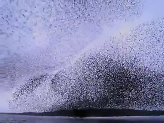 Murmuration from Islands&Rivers