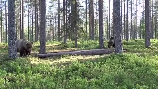 Видео от Типичный выживальщик