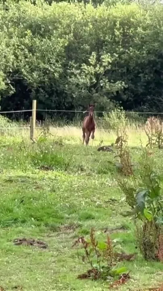 Видео от Типичный выживальщик