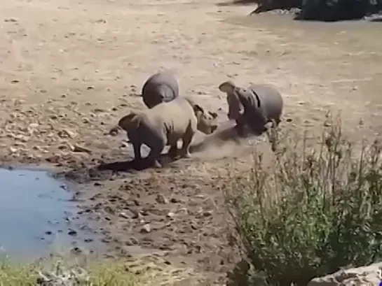 Видео от Типичный выживальщик