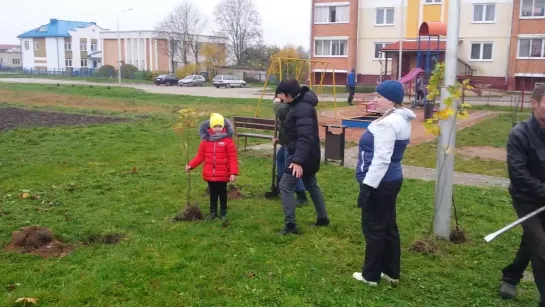 Посадки в Лиозно