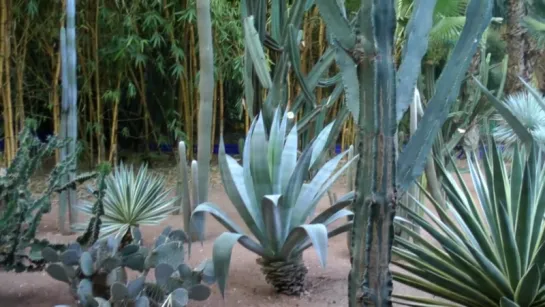 Majorelle Garden - Marrakech, Morocco 2013