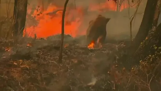 Fires in Australia