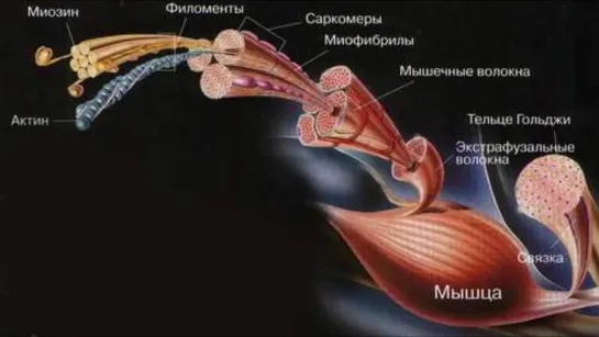 Все, что нужно знать о мышцах, самомассаже и триггерных точках