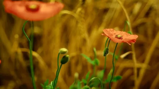 Nature Time Lapse.