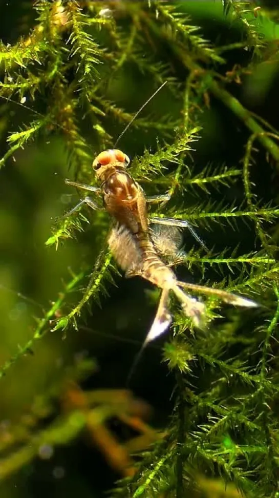 Поденки -- HABITANTES DEL MICROMUNDO.от Science into Images