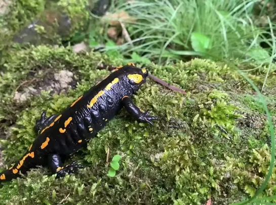 Salamandra salamandra