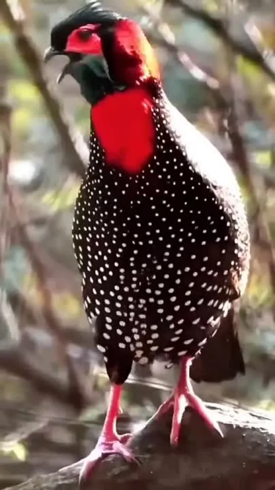 Tragopan melanocephalus от suresh3529