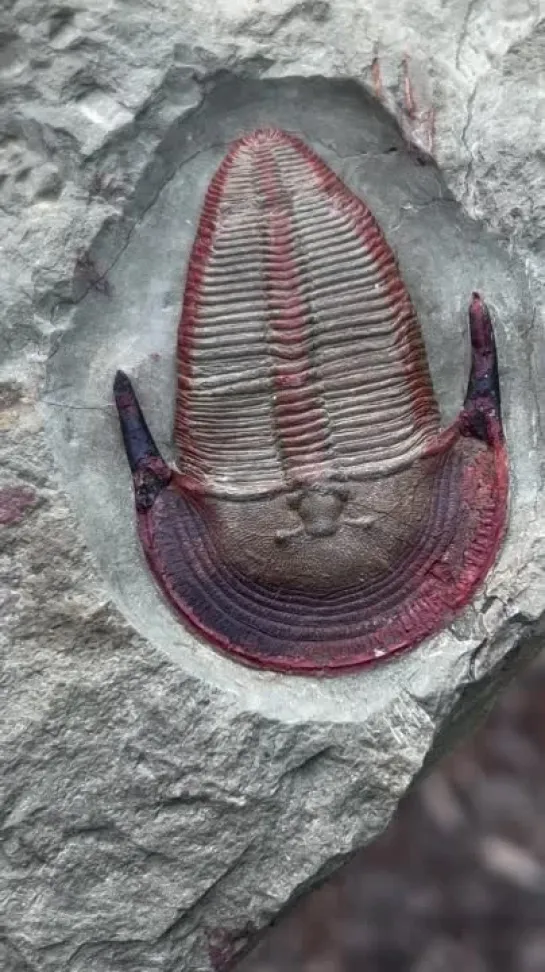 Harpides  от trilobites4u