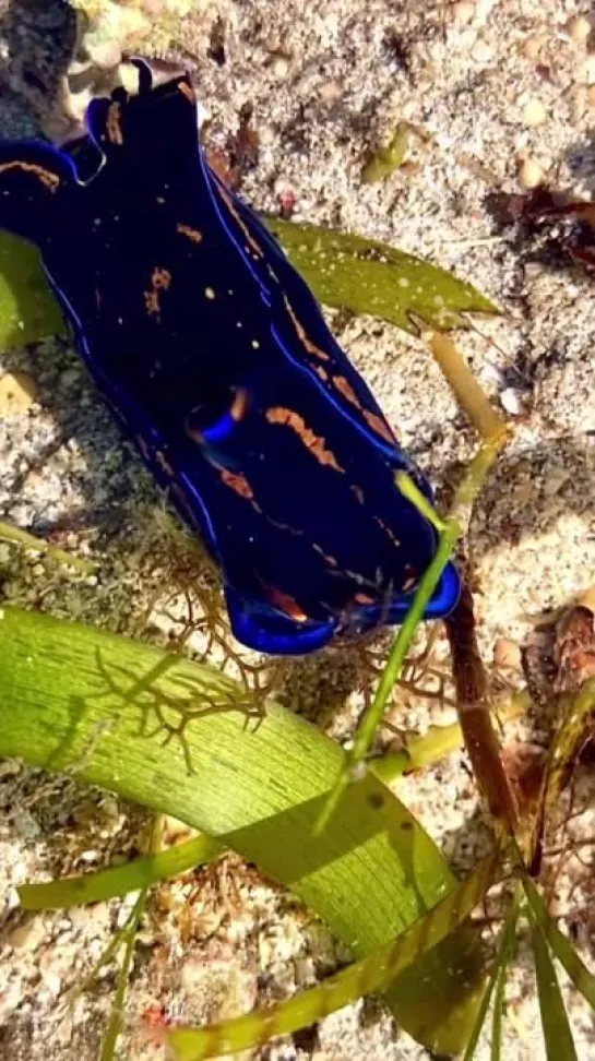 Philinopsis speciosa  от nudibranch.chef