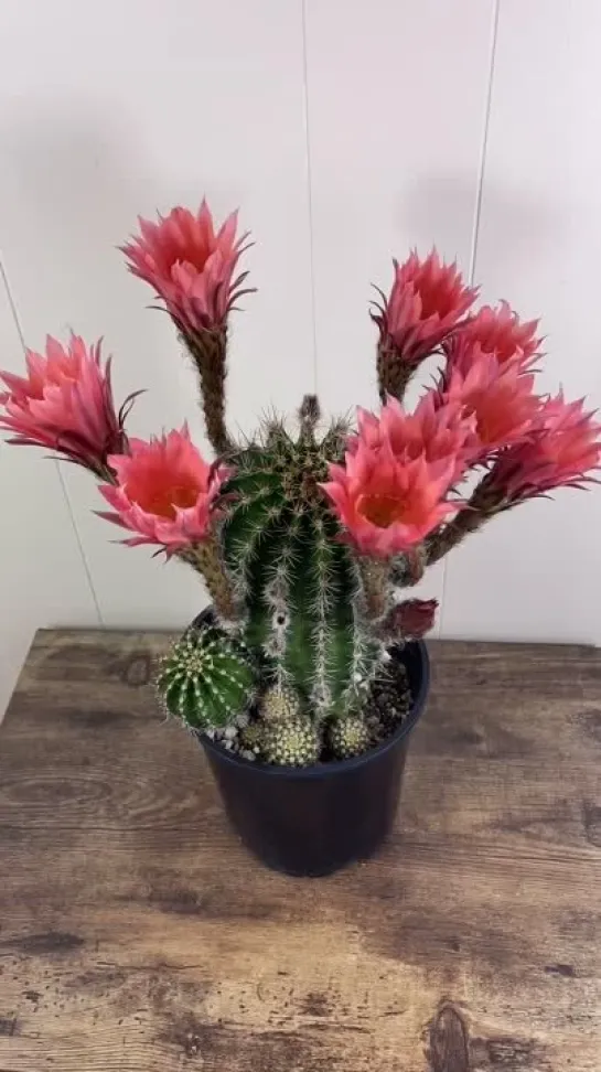 Echinopsis от Kayla Munson