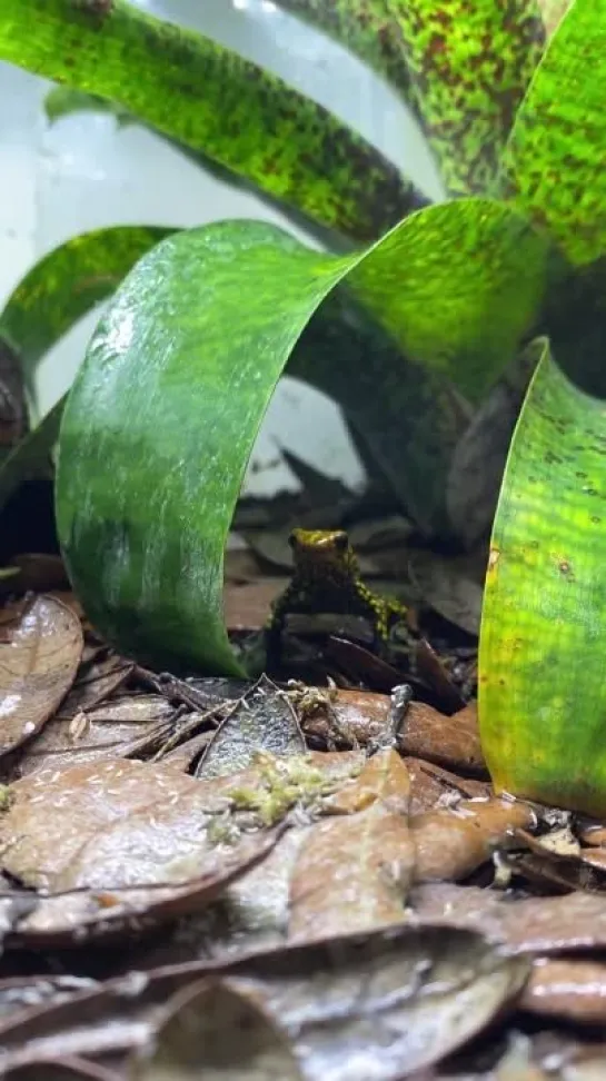 Oophaga anchicayensis “small redhead”  от reptiliatus