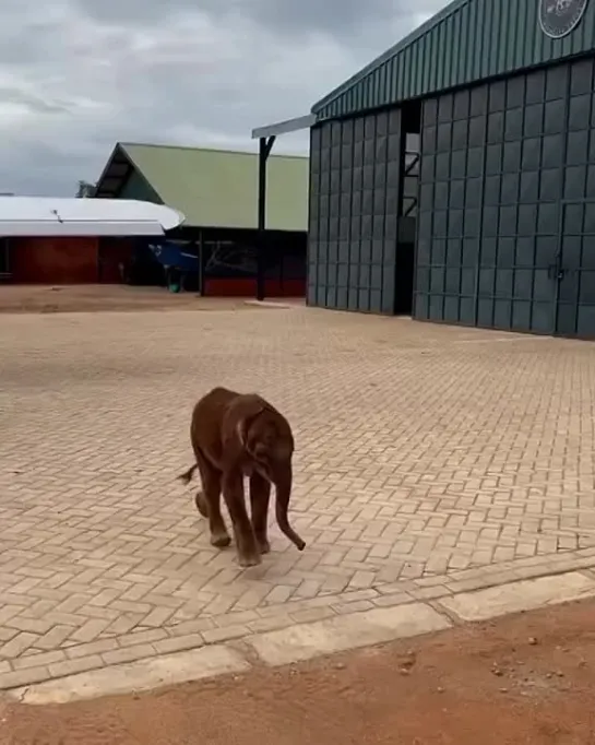 Видео sheldricktrust