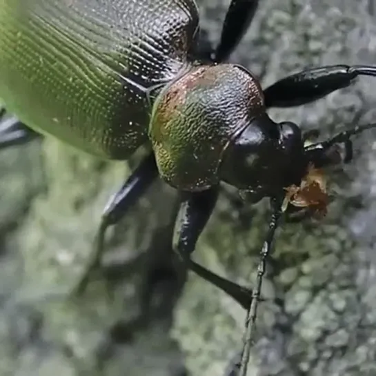 Calosoma inquisitor