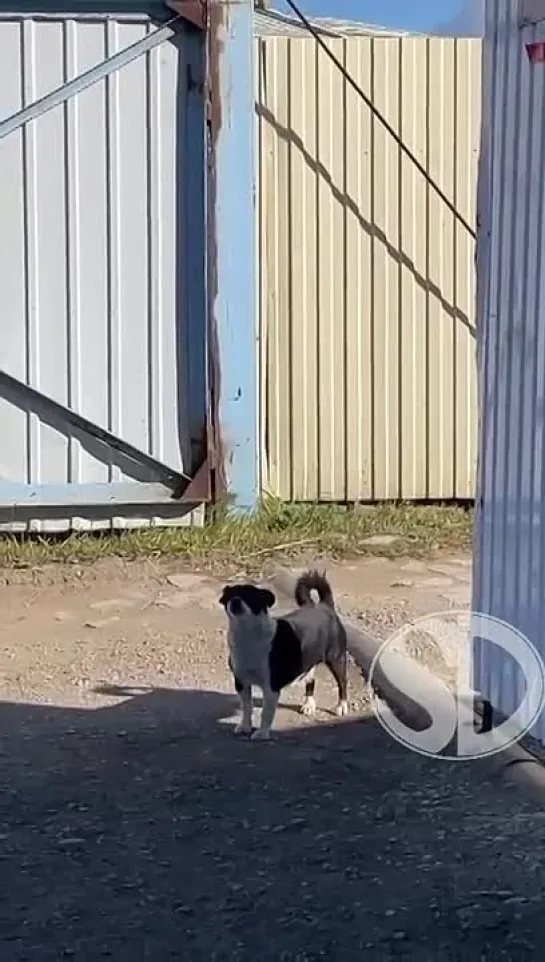 Video by yakutsk_news