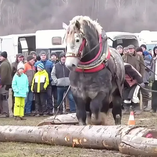 Video by Native Dagestan | Дагестан