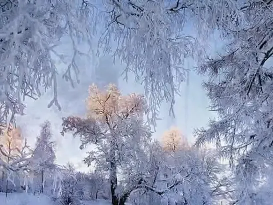 Сказочная красота зимнего леса