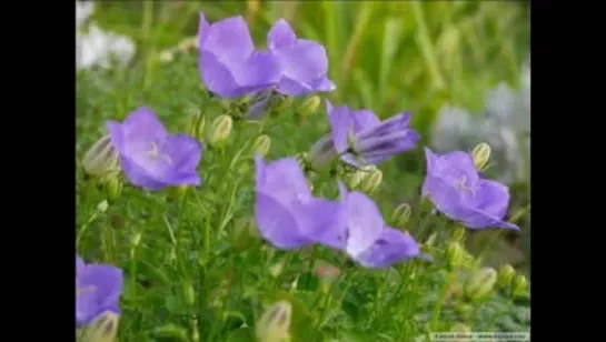 Nature in blue