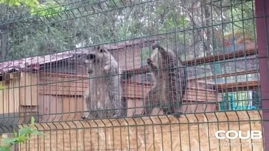 Dance with raccoons