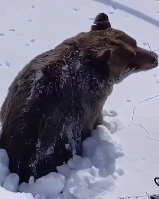 Медведь просыпается от зимней спячки 🐻