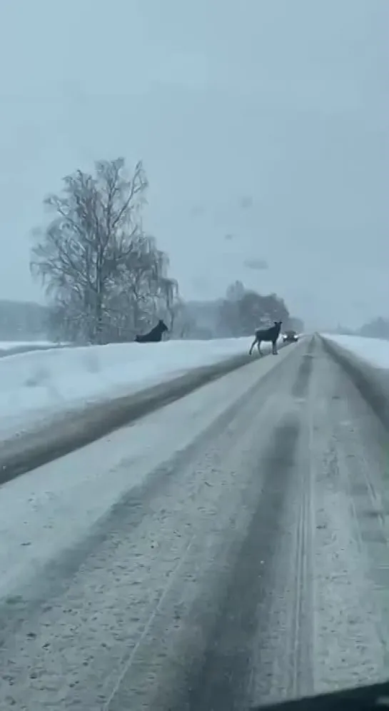 В Рыбинске водители сняли на видео культурных лосей