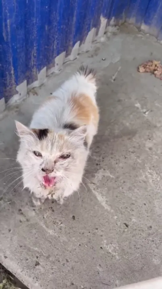 Невероятное преображение бездомного котенка 😻