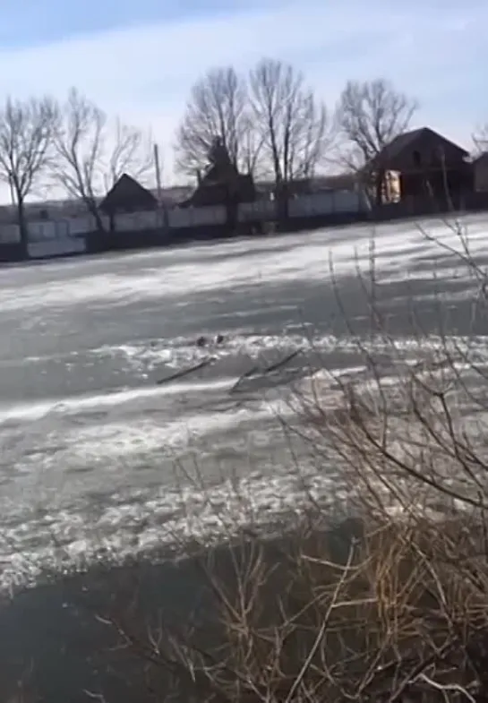 Мужчина бросился в ледяную воду, чтобы спасти собаку