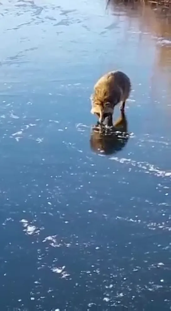 На Рыбинском водохранилище встретили бешеную лису - енота