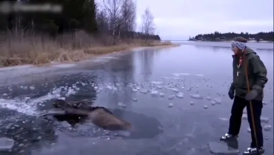 Спасли лося из ледяного плена