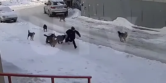 Стая собак напали на ребенка.