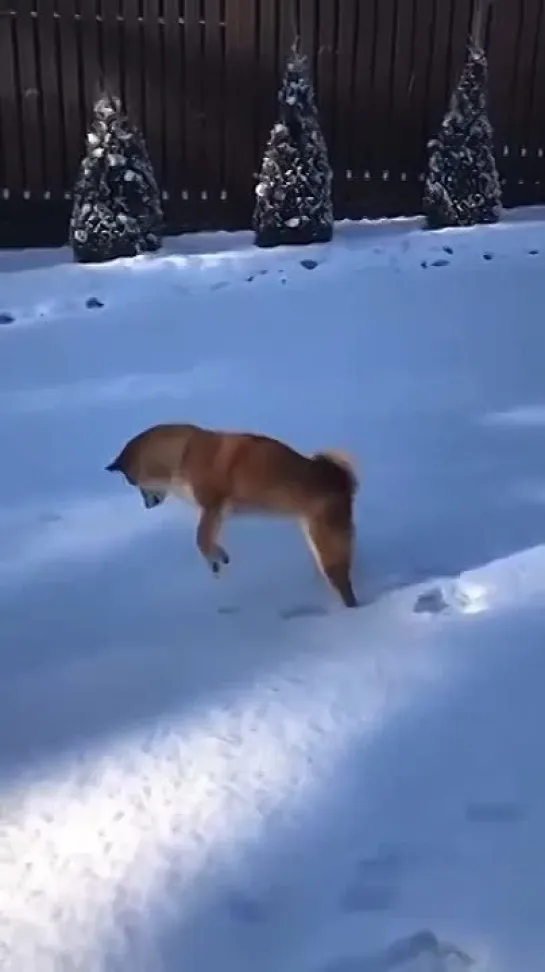 Собакен и первый снег ❄️