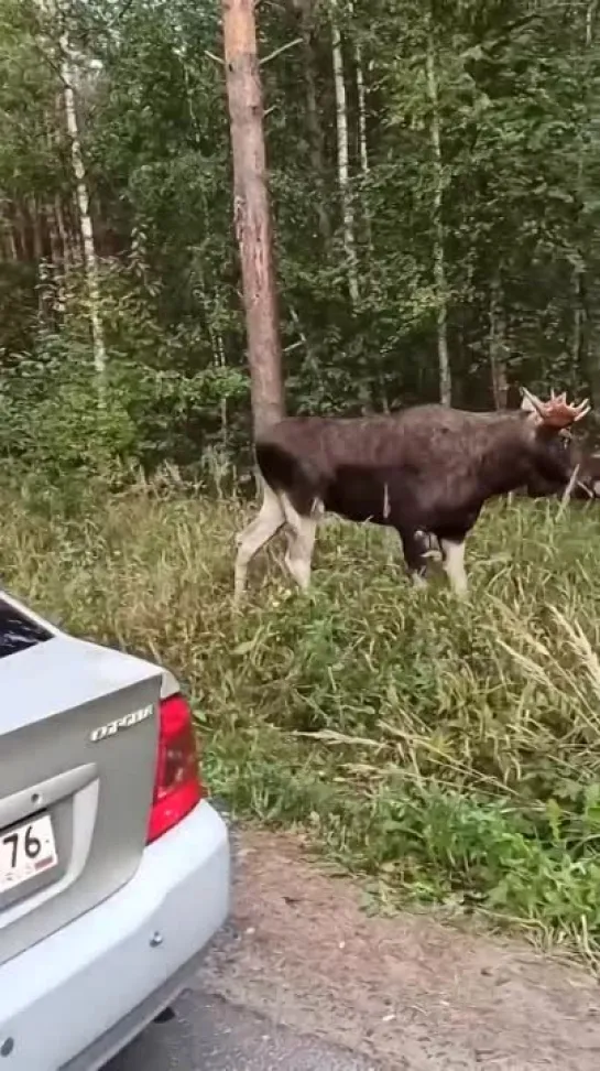 Лось вышел к людям. Ярославская область.