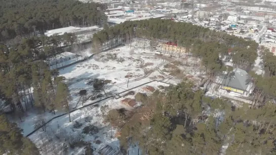 Вырубка соснового бора в Кунгуре