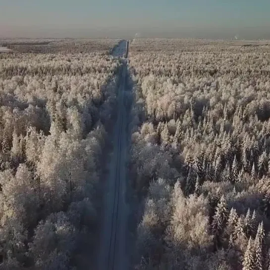 Полёт над пермским лесом