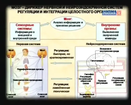 Academia. Михаил Угрюмов "Основные принципы функционирования мозга"