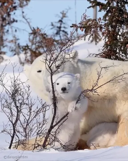 Невероятная природа vk.com/incrediblenature