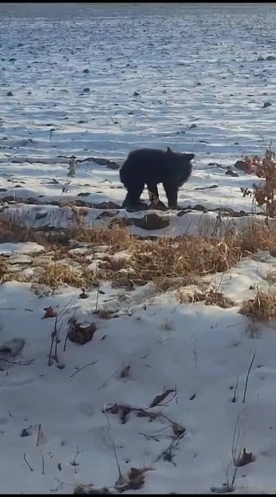 ОСТАЛСЯ ОДИН