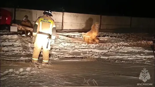 КОРАБЛЬ ПУСТЫНИ В ЛОВУШКЕ